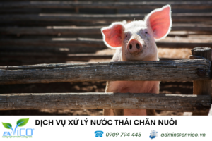 Cong ty xu ly nuoc thai chan nuoi heo