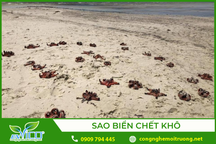 Sao biển chết khô la liệt do du khách đem lên bờ chụp hình “sống ảo”
