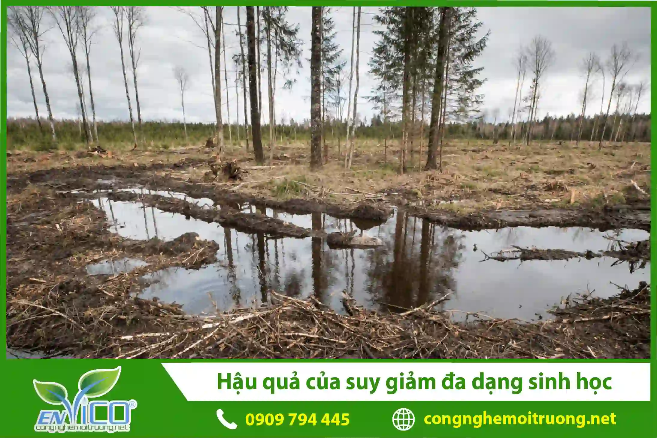 hau-qua-cua-suy-giam-da-dang-sinh-hoc