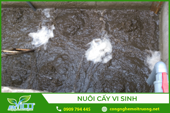 Quy trình nuôi cấy vi sinh 