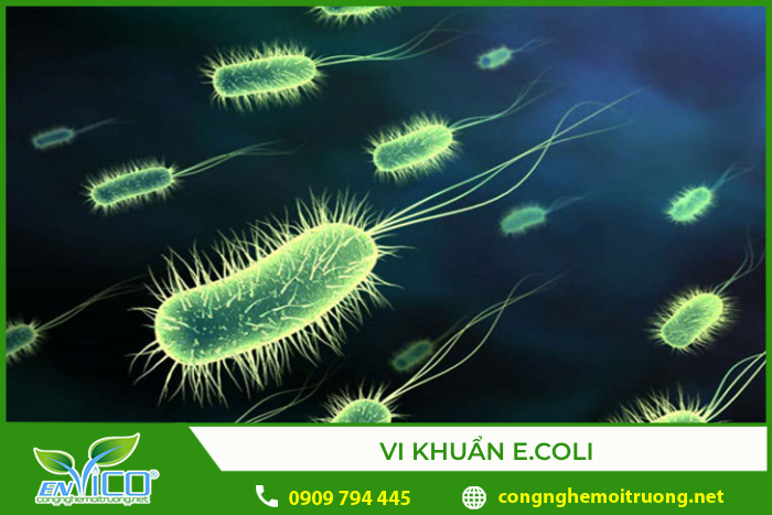 Vi khuẩn E.coli có thể ẩn chứa trong nước mưa