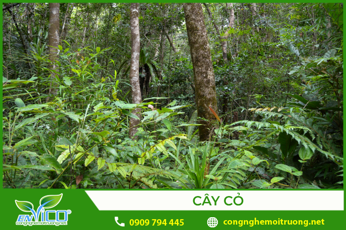 Cây cỏ là loài sinh vật tự dưỡng phổ biến nhất trên trái đất