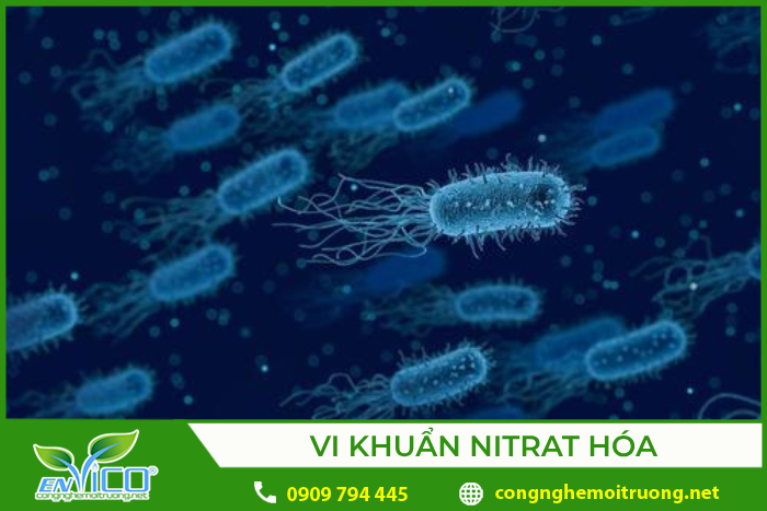 Vi khuẩn nitrat hóa là một loại chemoautotrophs