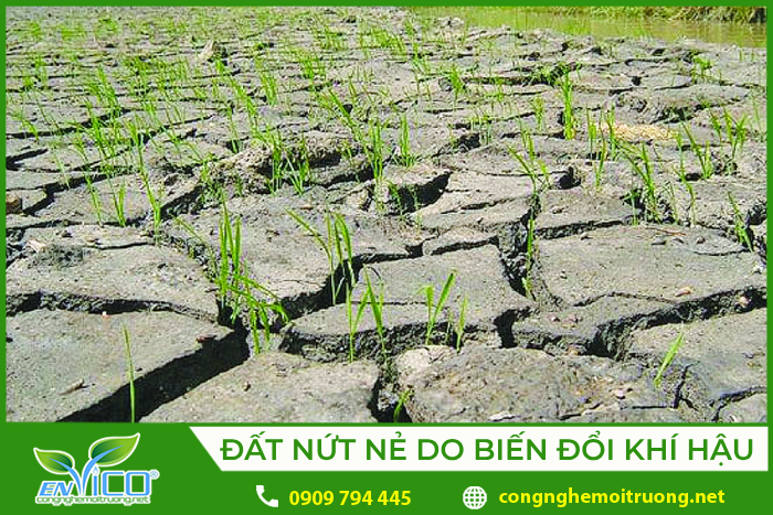 Cây cỏ mọc trên đất nứt nẻ do ảnh hưởng của biến đổi khí hậu