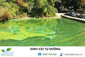 Tìm hiểu về sinh vật tự dưỡng