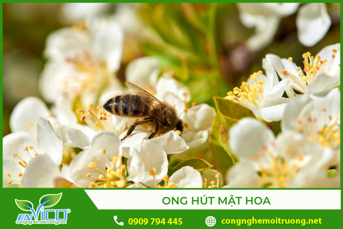 Ong hút mật hoa, đồng thời giúp thụ phấn cho hoa