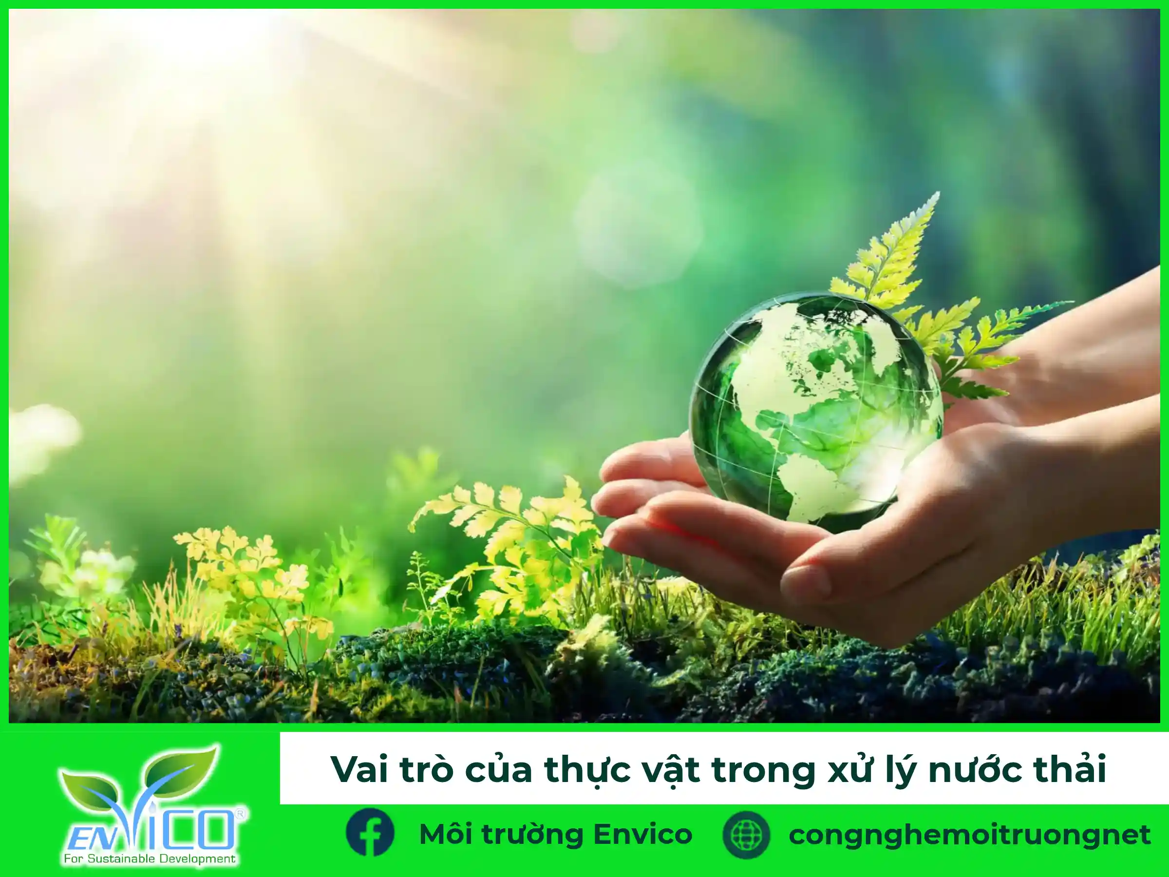 Vai trò của thực vật trong xử lý nước thải