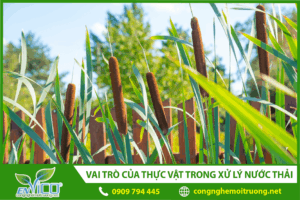 vai-tro-cua-thuc-vat-trong-xu-ly-nuoc-thai-anh-dai-dien