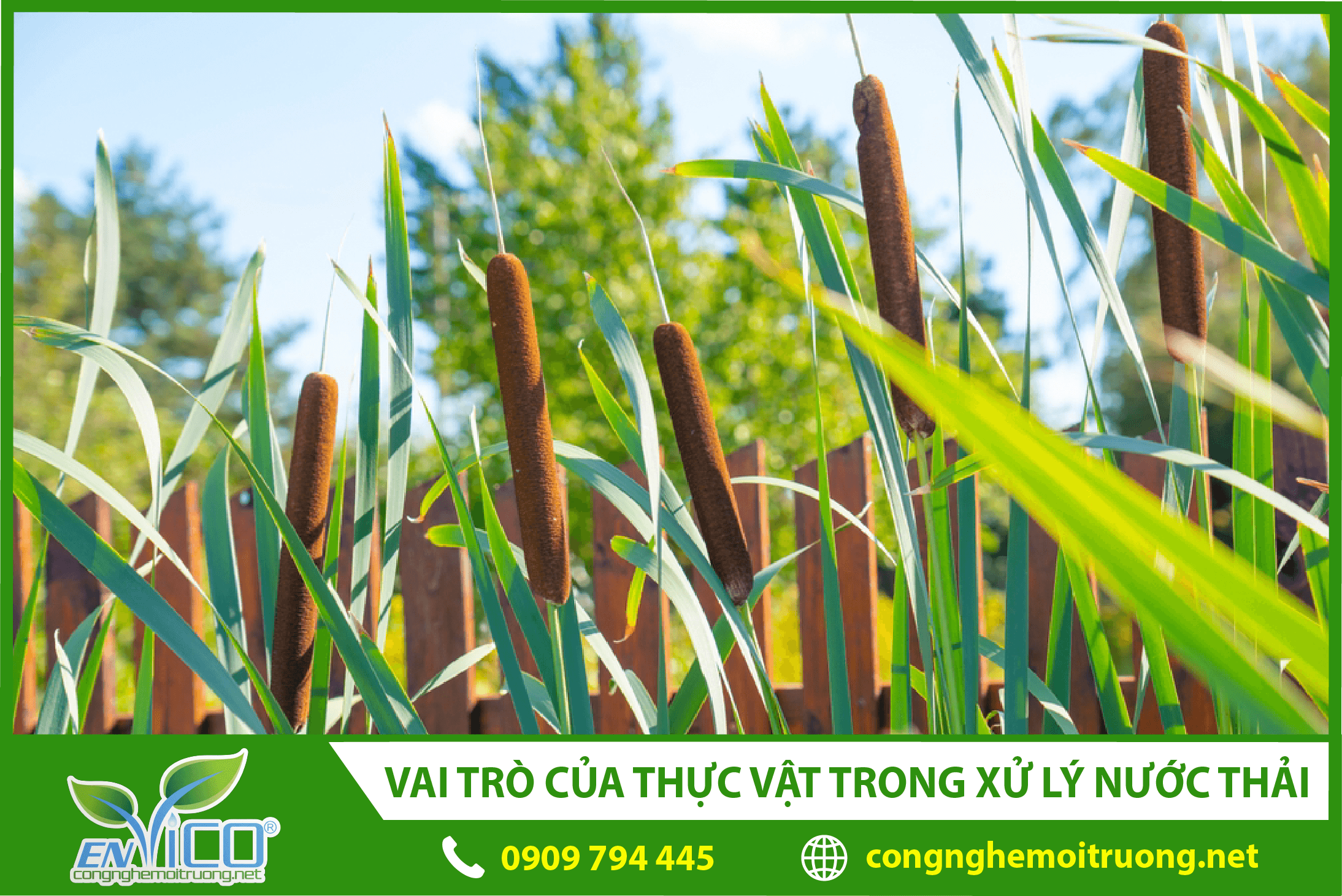 vai-tro-cua-thuc-vat-trong-xu-ly-nuoc-thai-anh-dai-dien