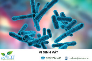 vi sinh vat la gi 1
