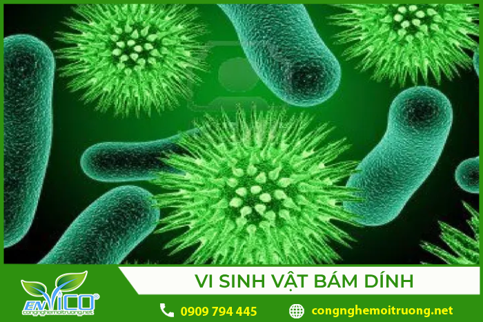 vi sinh vật bám dính trong bể FBR