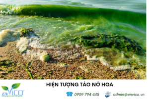 Hiện tượng tảo nở hoa