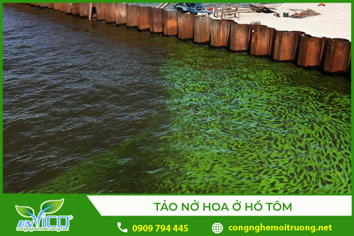 Hiện tượng tảo nở hoa ở hồ tôm
