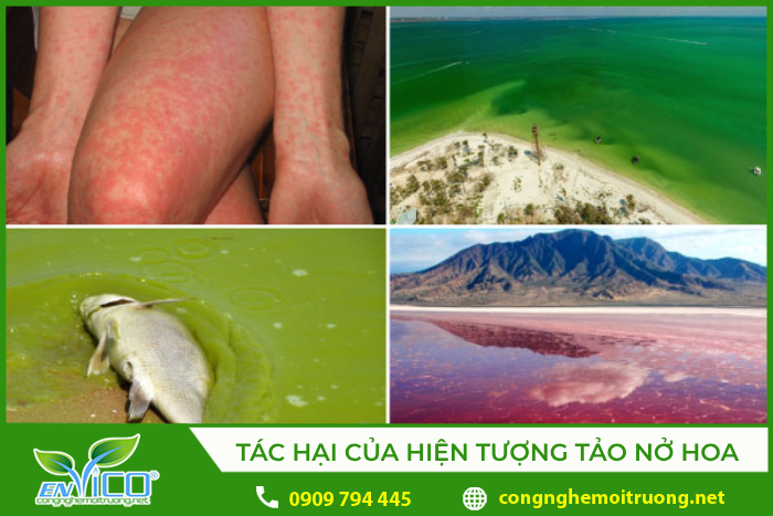 Tác hại của hiện tượng tảo nở hoa