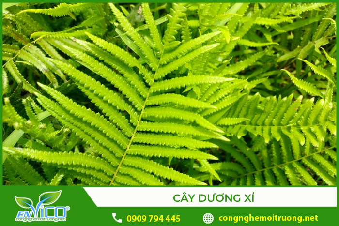 Cây dương xỉ