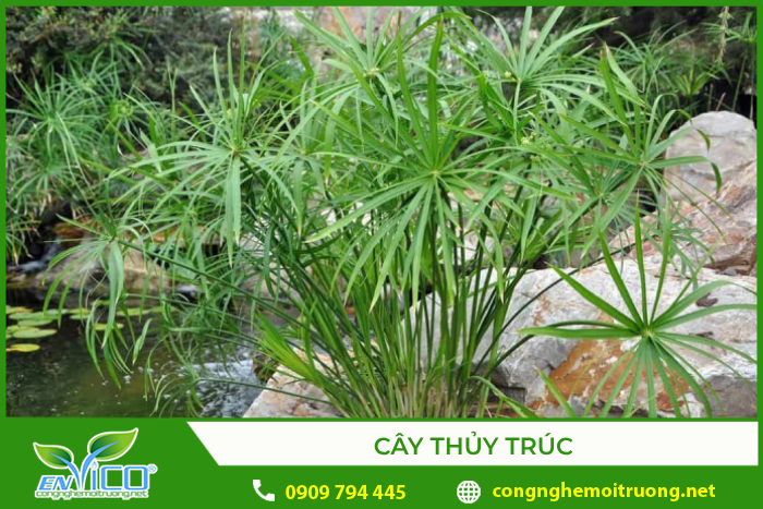Cây thủy trúc