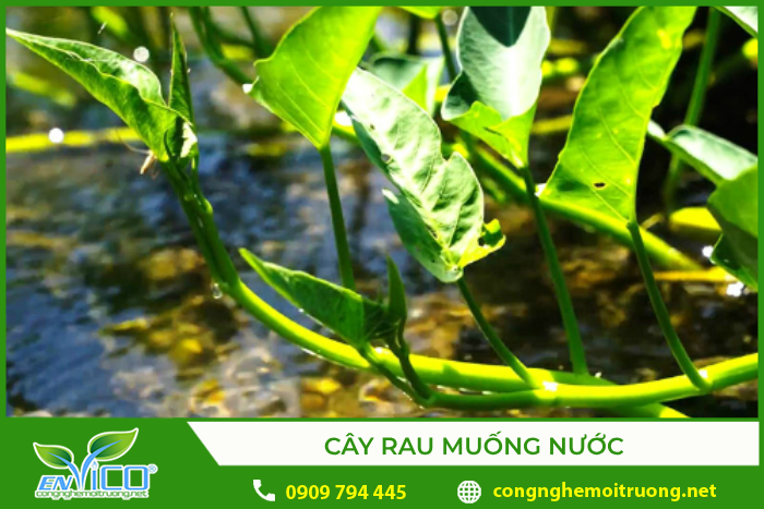 Cây rau muống nước