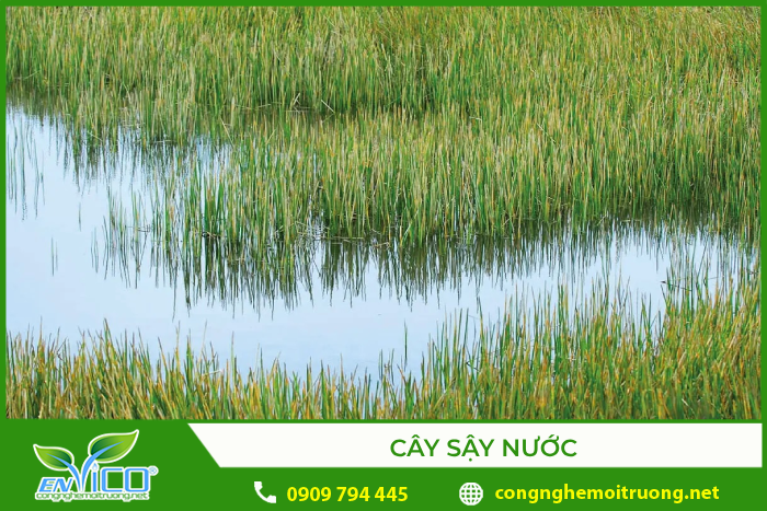 Cây sậy nước