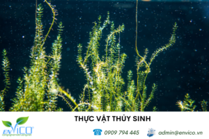 thuc vat thuy sinh loc nuoc envico