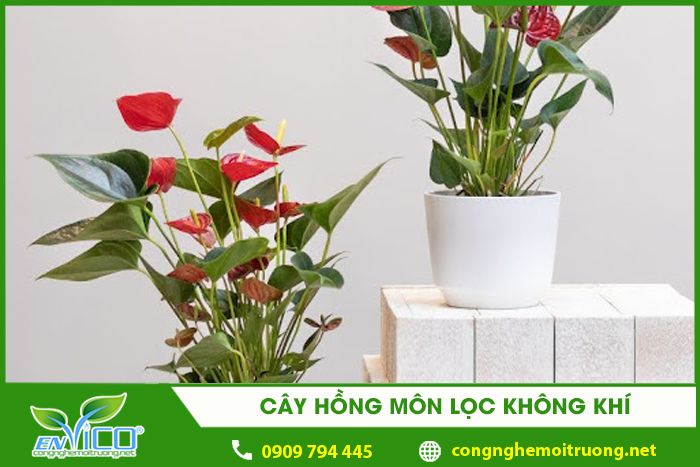 cay hong mon loc khong khi 1