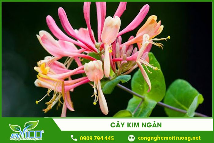 cay kim ngan 1