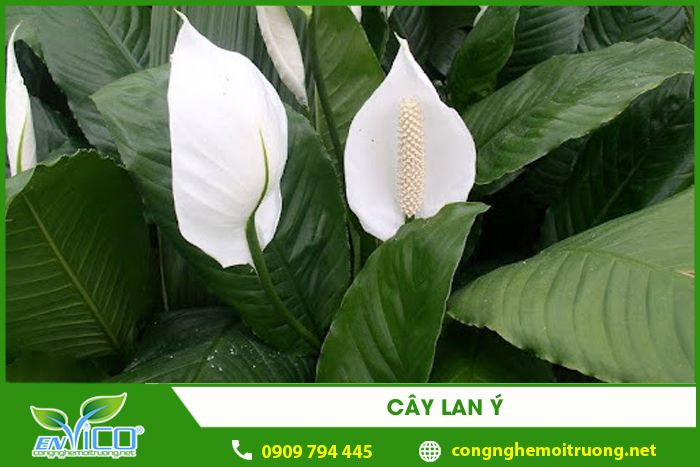 cay lan y 1