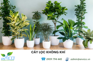 top 10 cay loc khong khi hieu qua trong nha 1