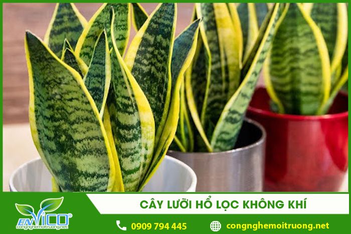 cay luoi ho loc khong khi 1