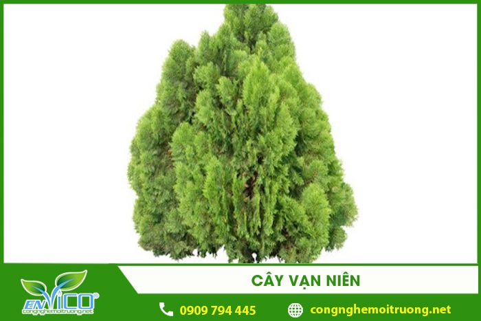 cay van nien 1