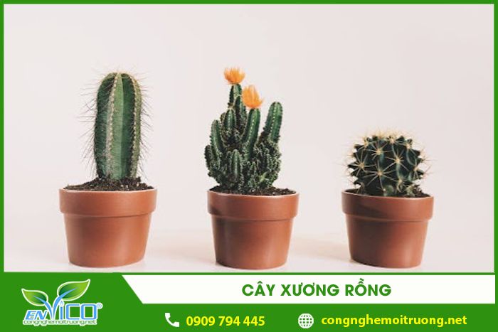 cay xuong rong 1