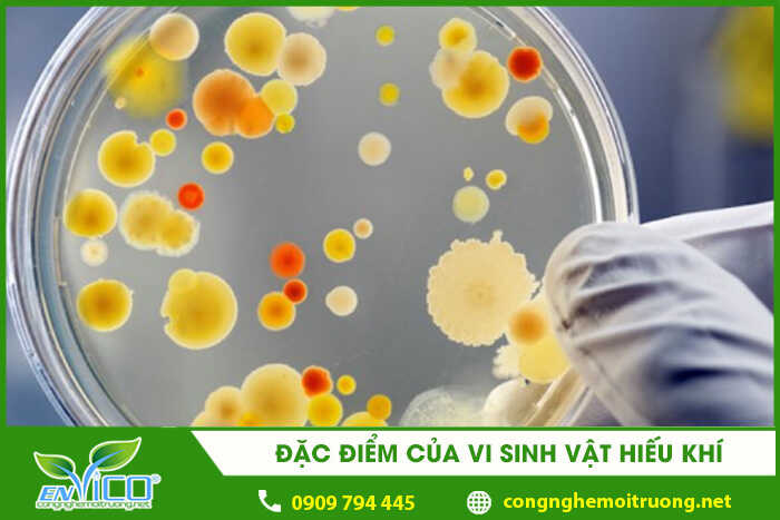 dac diem cua vi sinh vat hieu khi 1