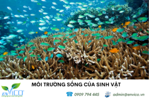 moi truong song cua vi sinh vat 1