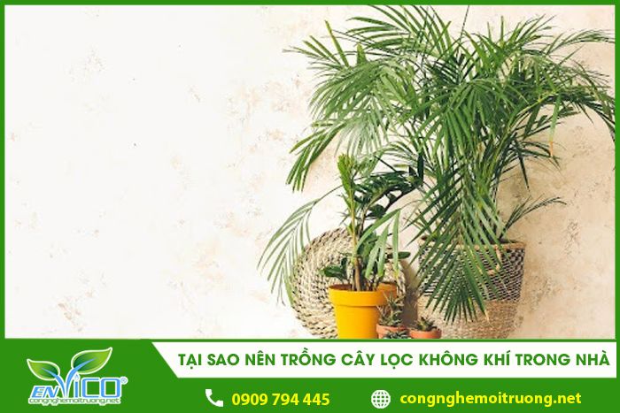 tai sao nen trong cay loc khong khi trong nha 1