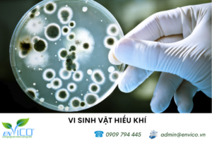 ung dung vi sinh vat hieu khi trong xu ly nuoc thai 1