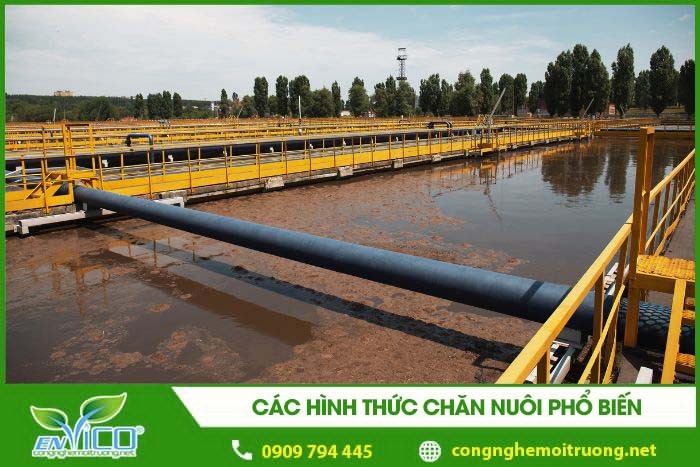 cac hinh thuc chan nuoi pho bien 1