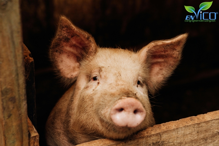 Chi phí chăn nuôi heo tối ưu tại Envico 