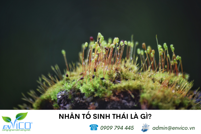 nhan to sinh tai anh dai dien envico